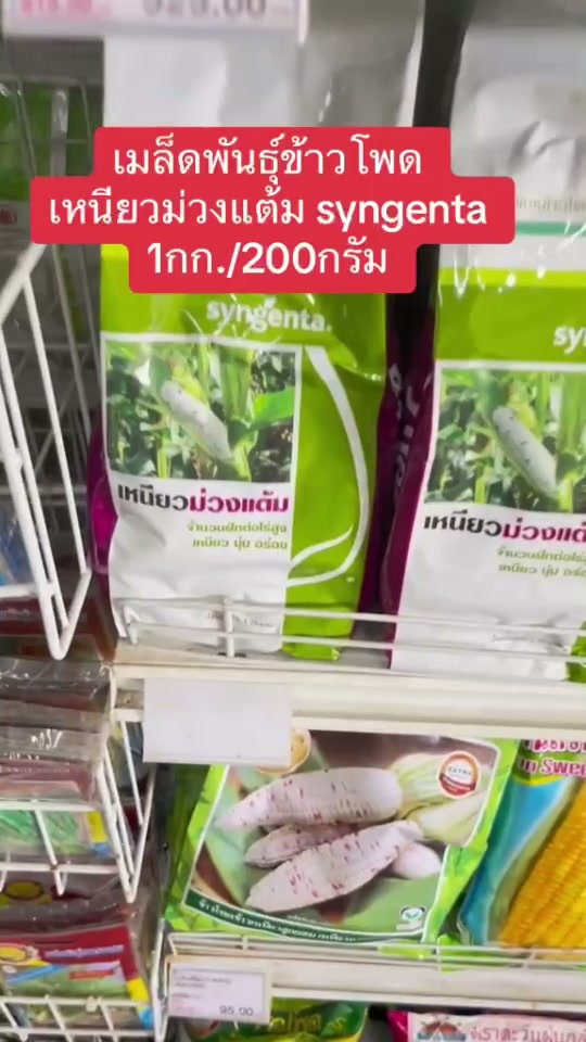 yngenta ข้าวโพดเหนียวม่วงแต้ม งอกดี โตไว 